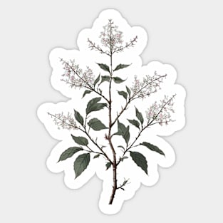 Sprig of a Natural White Flower Bush Sticker